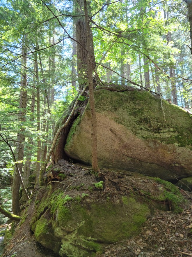 A young tree grows horizontally from a boulder, then bends sharply toward the sun