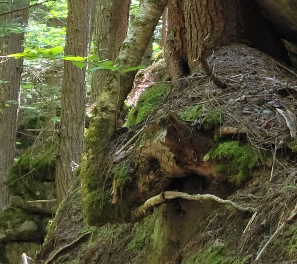 Closeup of a young tree sharply bent to reach the sunlight above