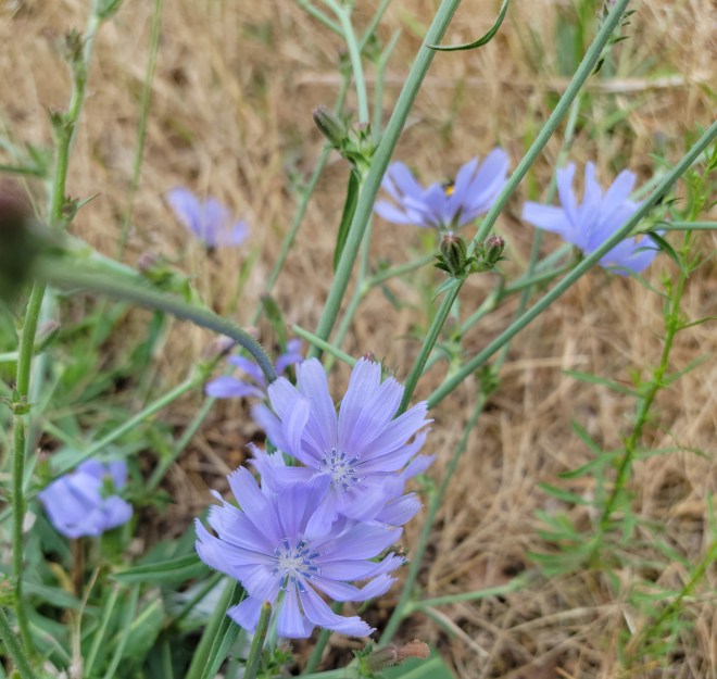 Chickory blossoms with a brown grass background