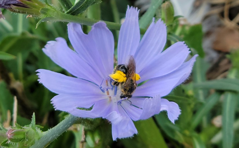 Lessons from the Humble&nbsp;Chicory