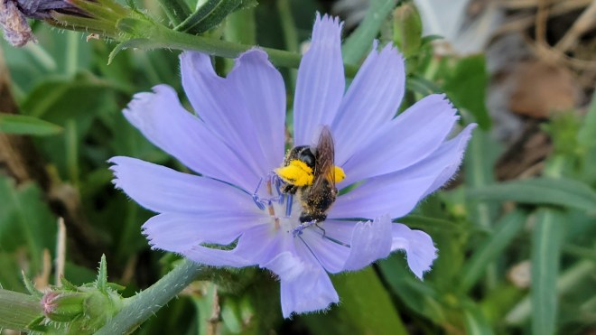 Bee laden with pollen in a chickory flower