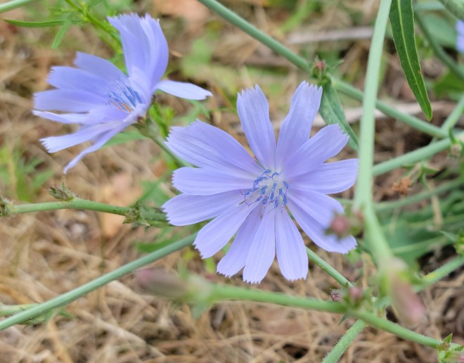Chickory Flowers with brown grass background