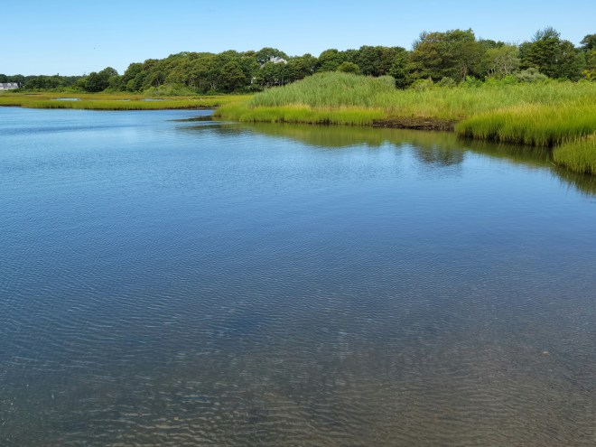Marsh along Mill Creek
