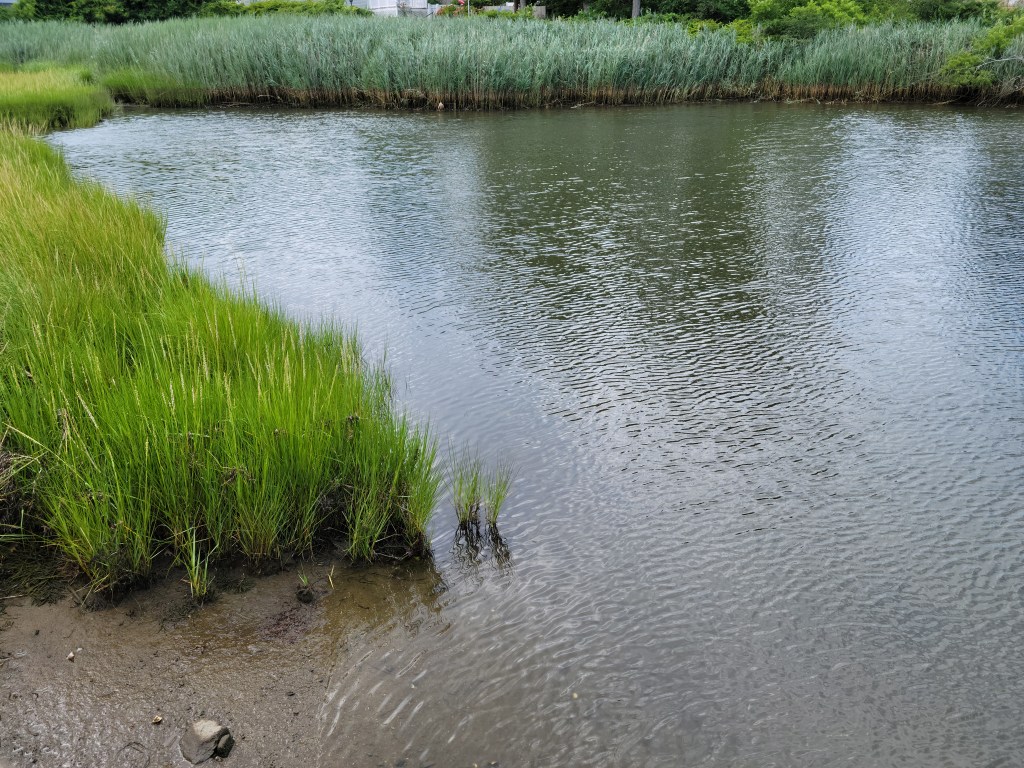 Marsh at the edge of a creek