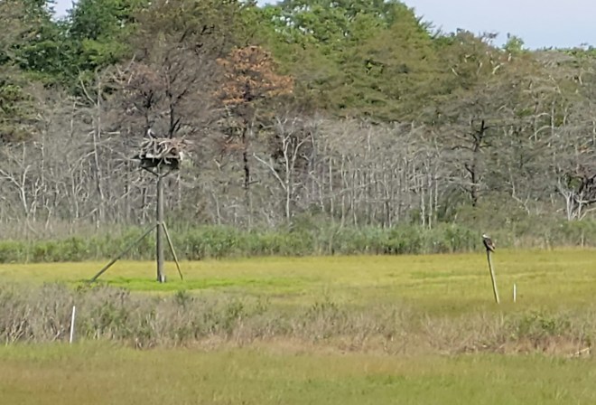 Osprey nest with osprey perched on a stake nearby
