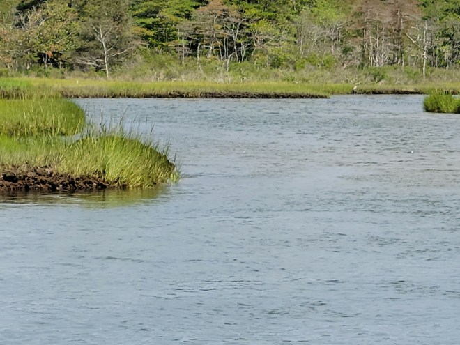 Marsh grass along Parkers River