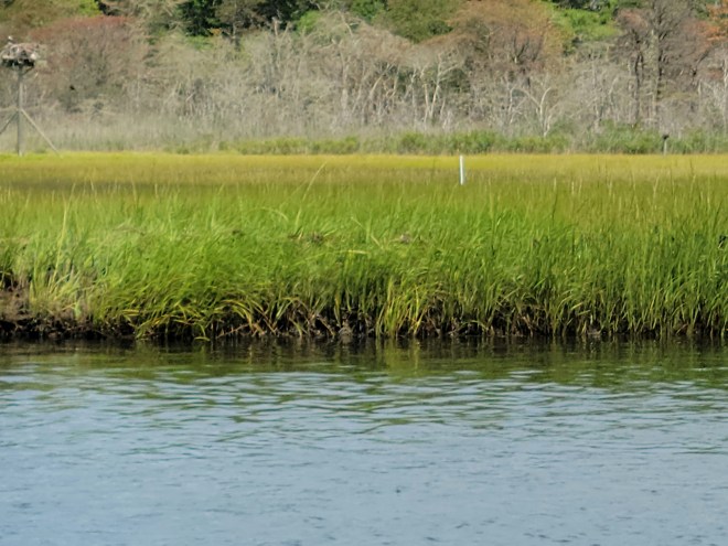 Marsh grass along Parkers River
