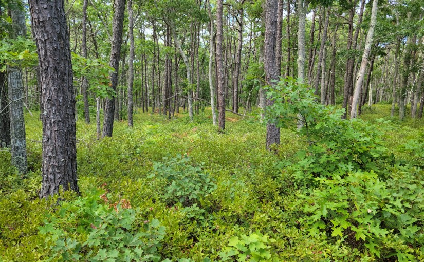 Surviving the Fires of&nbsp;Life