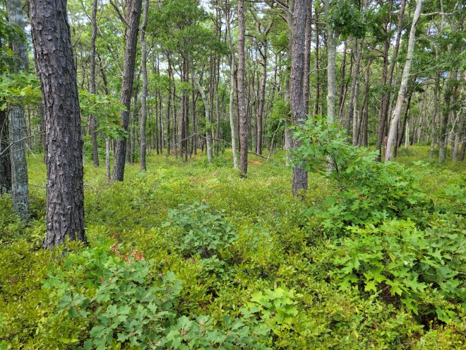 Old trees shading new undergrowth in a forest