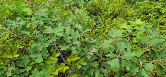 Scrub Oak growing on the forest floor