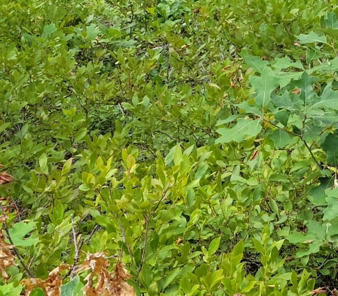 Low bush blueberry and scrub oak