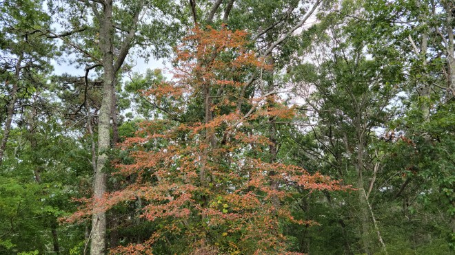 small tree with red leaves with tall green trees in the background