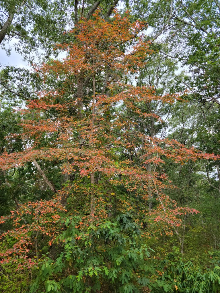 Short tree with red leaves in front of green woods