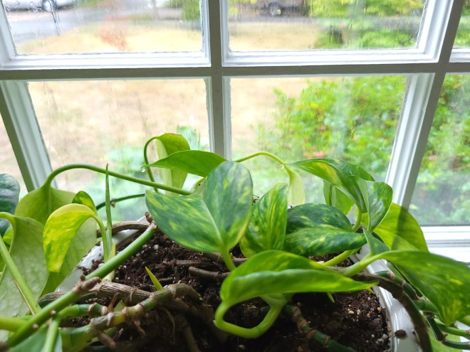 Pothos leaf tips with water droplets