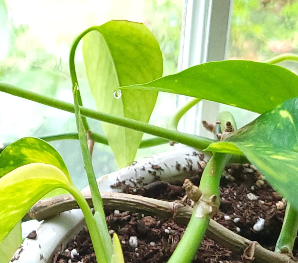 Water droplet on pothos leaf