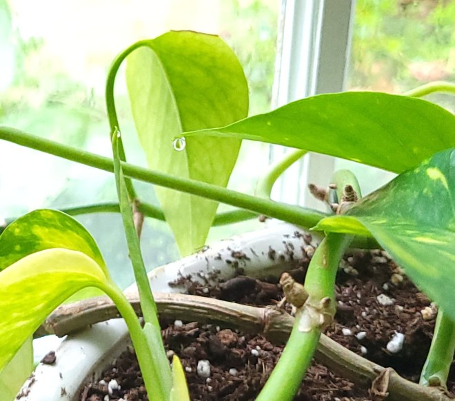 Water droplet on pothos leaf