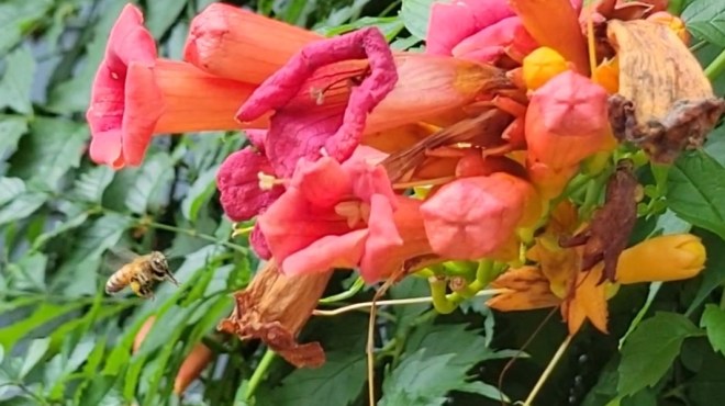 Honeybee approaching trumpet vine flowers