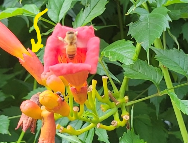 Trumpet Vine Blooms