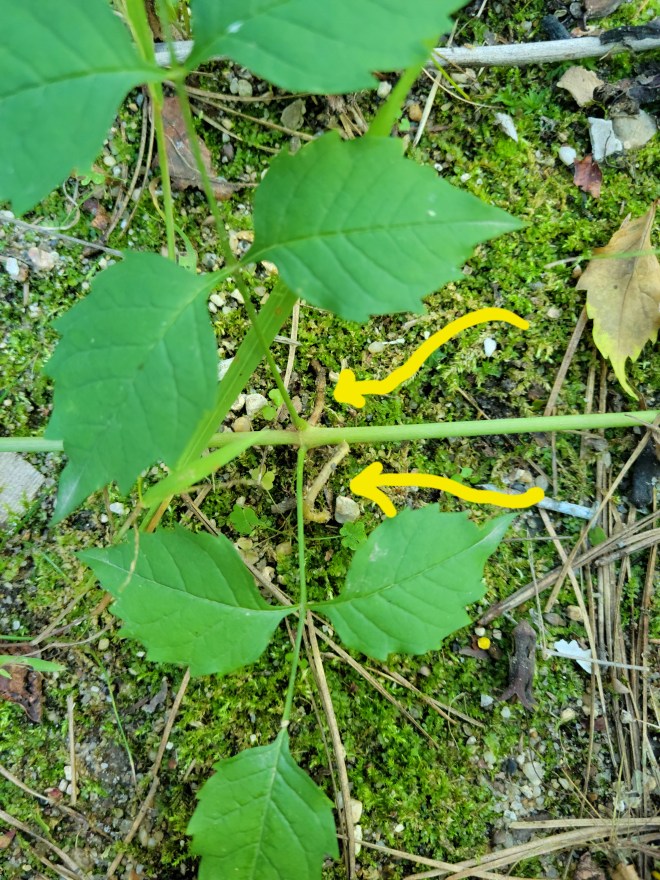 Trumpet vine branch sending out roots