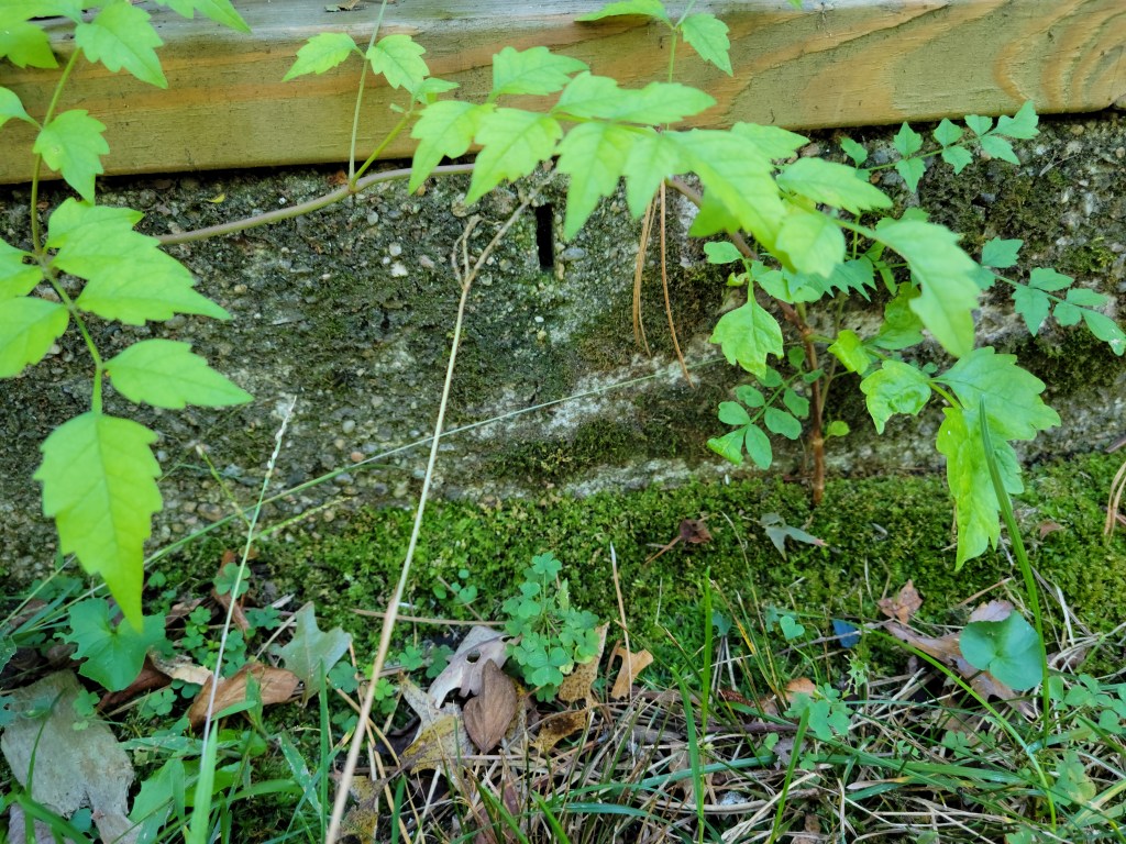 Trumpet vine growing out of mossy cinderblock