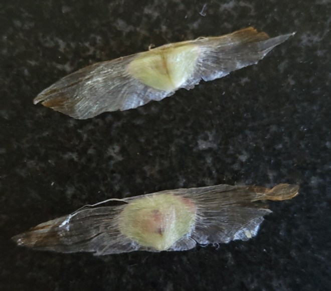 Trumpet vine seeds