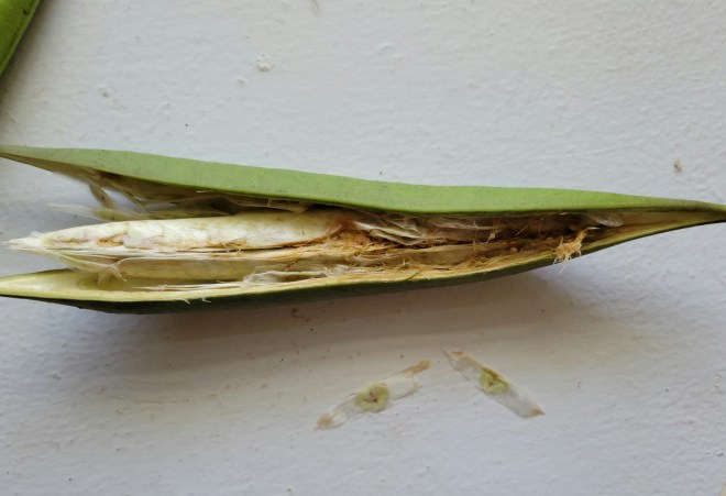 Opened immature trumpet vine seed pod