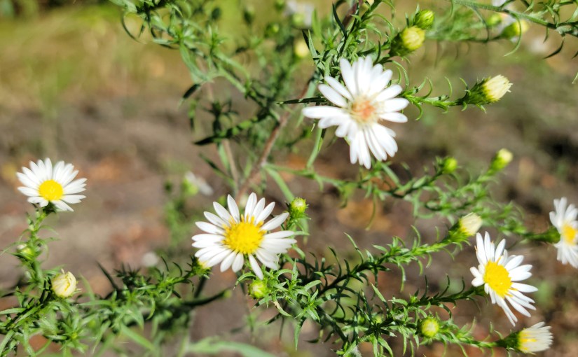Autumn Asters and Busy&nbsp;Bees