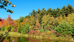 Autumn trees across a pond