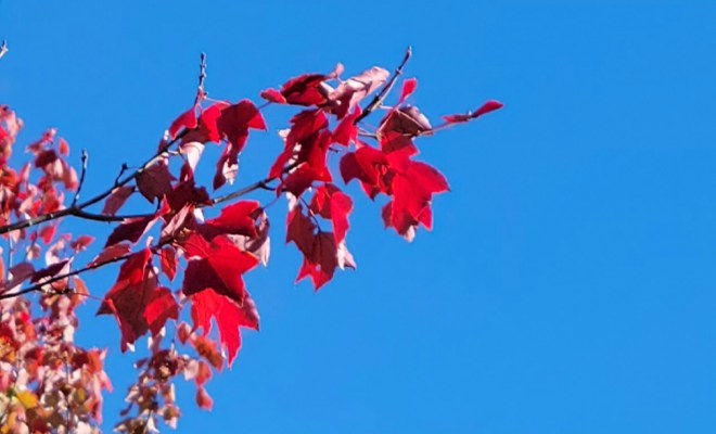 Red maple leaves against a bright blue sky