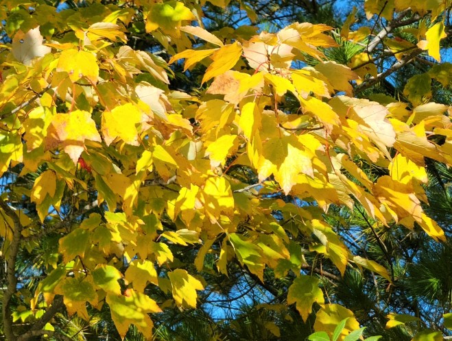 Bright yellow autumn leaves in the sunshine