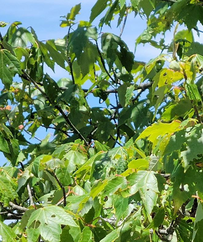 Closeup of green leaves in the sunshine