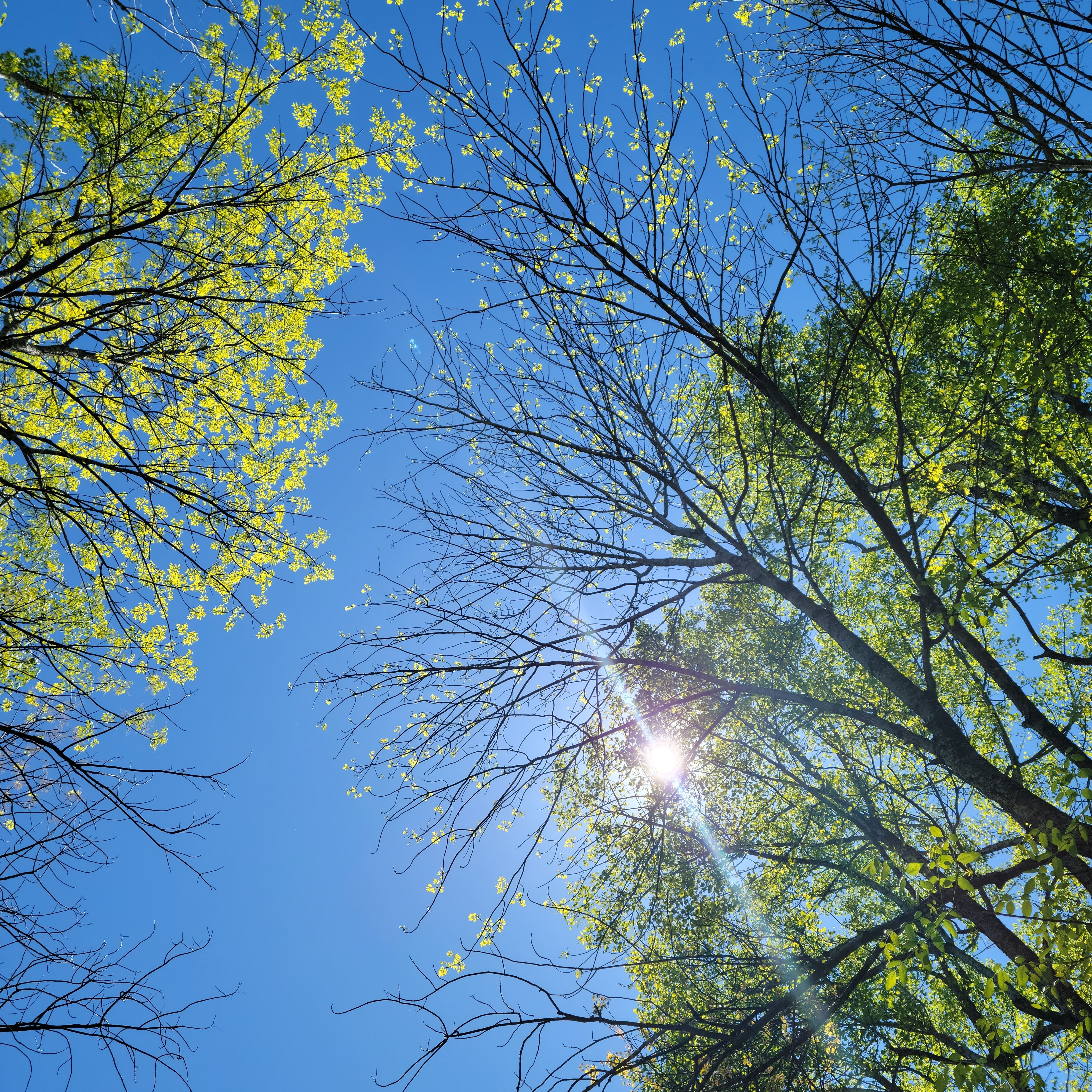 Sunlight in blue sky through spring tree branches