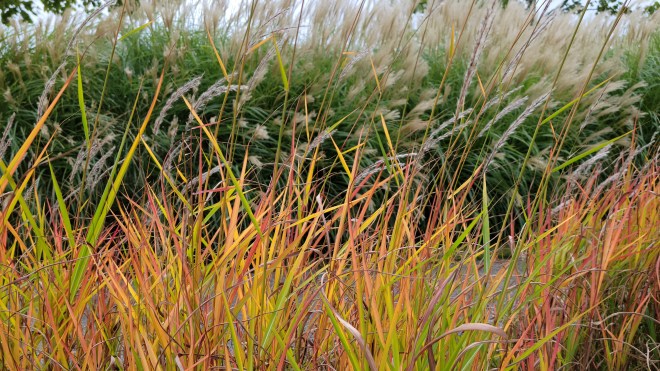 Grass changing color in the fall