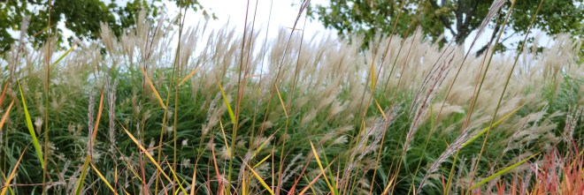Pampas grass tufts in the background
