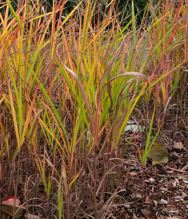 Landscape Grass in fall colors