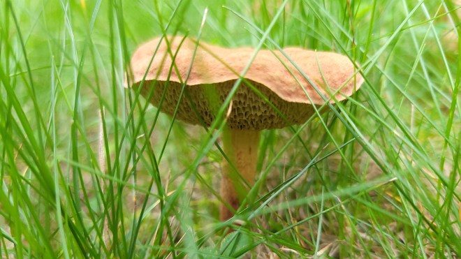 Close up of brown mushroom cap growing in grass