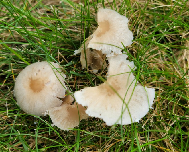 Mushroom caps in grass after nibbled on by chipmunks