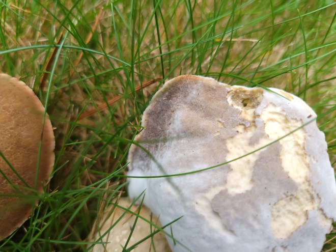 Moldy mushroom nibbled on by chipmunks
