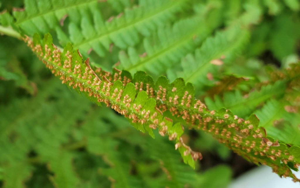 Fern spore sori on underside of fronds