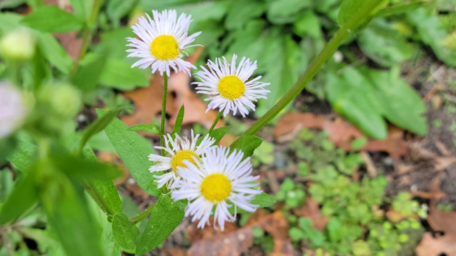 Four fleabane flowers with thready petals