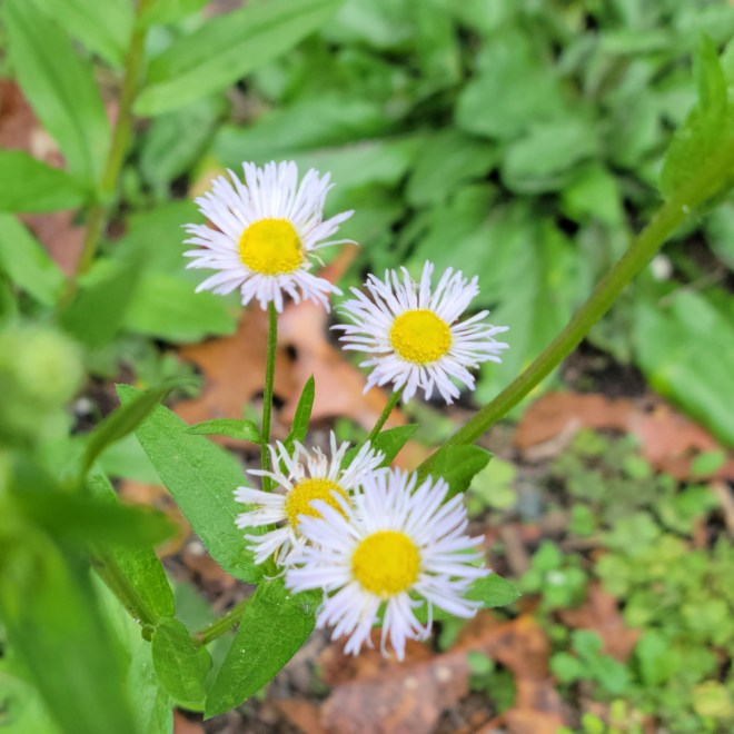 Four fleabane flowers with thready petals
