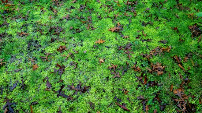 Pale green moss growing in a lawn, sprinkled with brown fall leaves