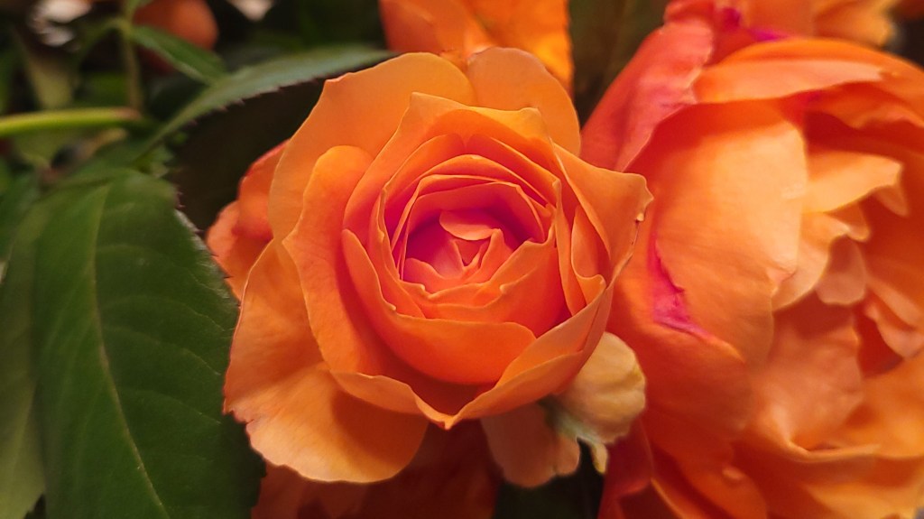 Orange rose blossom