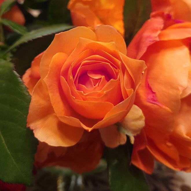 Orange Rose Blossom