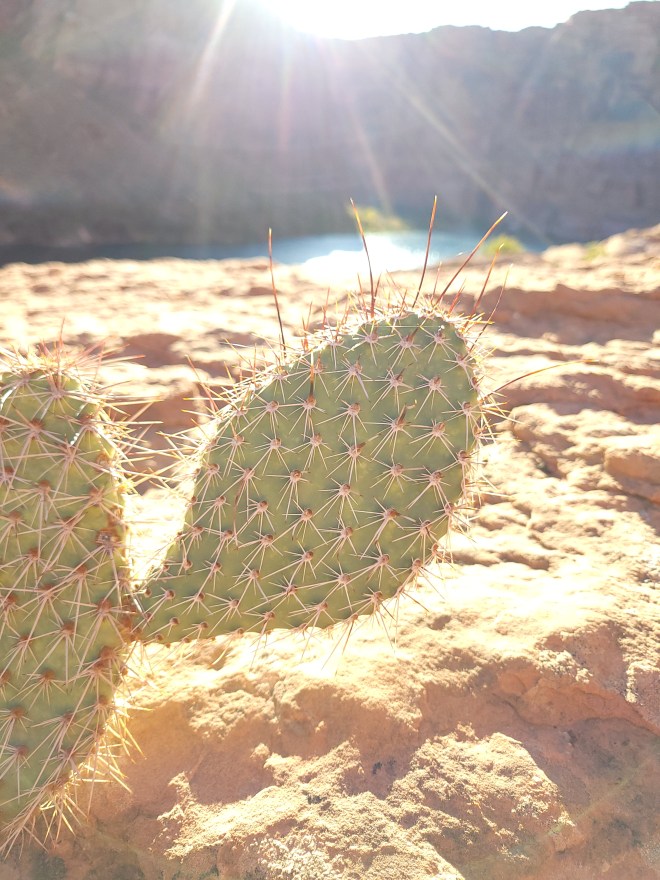 Closeup of prickly pear cactus and thorns