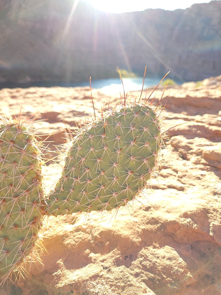 Closeup of prickly pear cactus and thorns