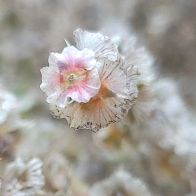 Desert flower closeup