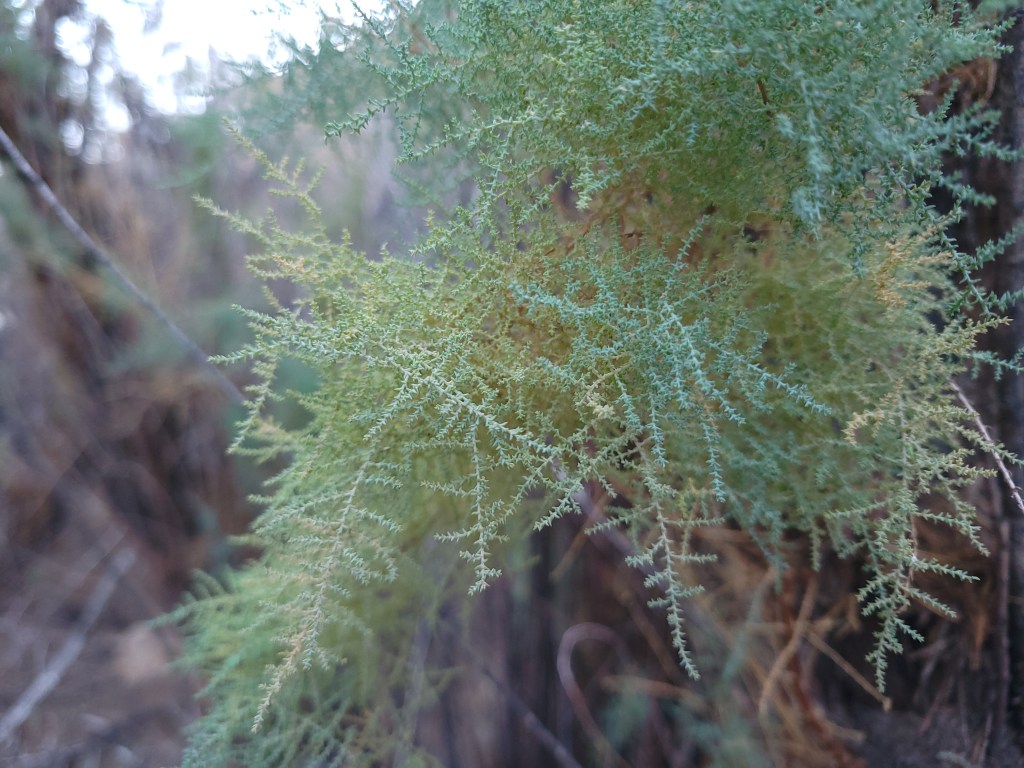 Closeup of redshanks (id?)