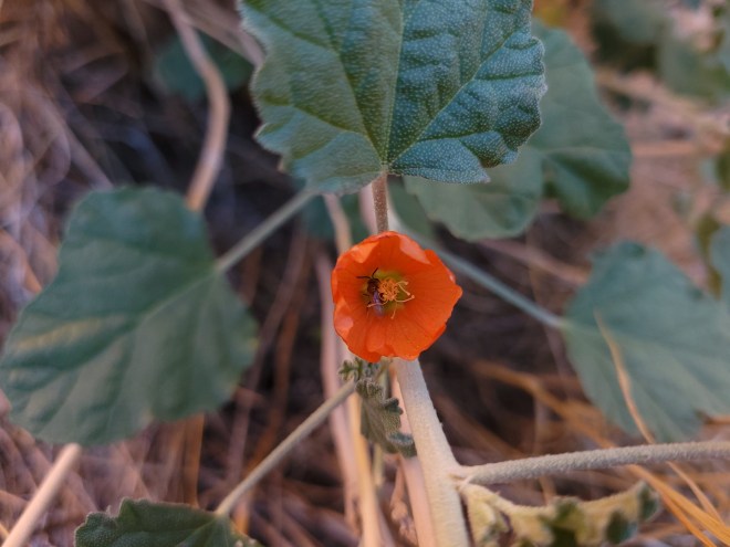 Closeup of flying insect in an Apricot Mallow flower