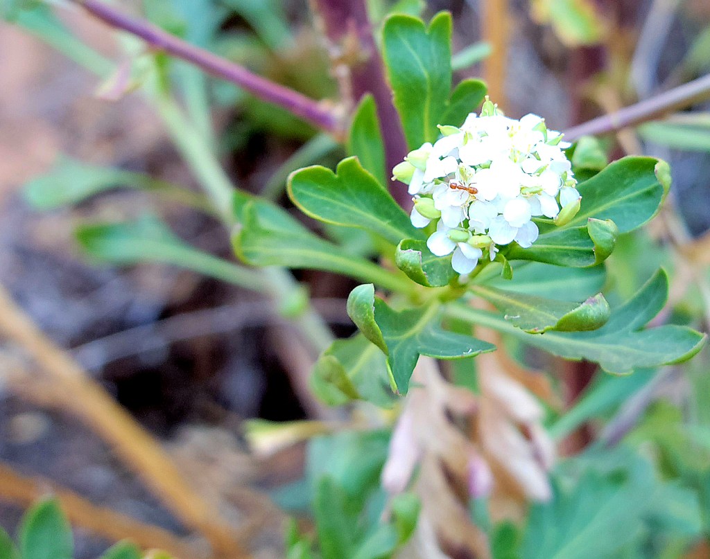 Red ant visiting white desert flowers